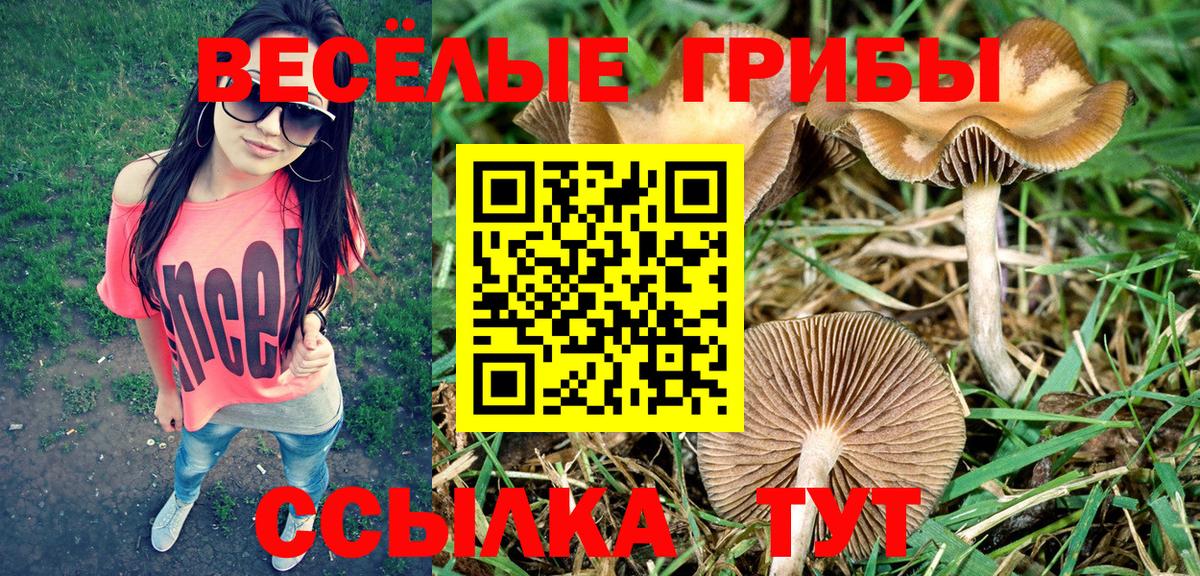 Псилоцибиновые грибы Psilocybe Белебей
